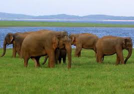 Kaudulla National Wildlife Park.