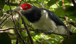 KITHULGALA – KELANI VALLEY FOREST RESERVE