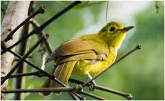 INGIRIYA/BODINAGALA FOREST RESERVE