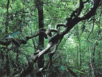 MITHIRIGALA FOREST RESERVE