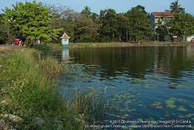 THALANGAMA TANK & MARSHES