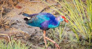 GIANT’S TANK SANCTUARY