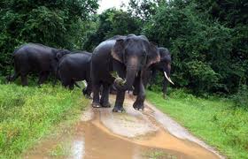 Wasgamuwa National park