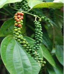 Sri Karthik Merchants