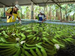 Vita Organic (Pvt) Ltd