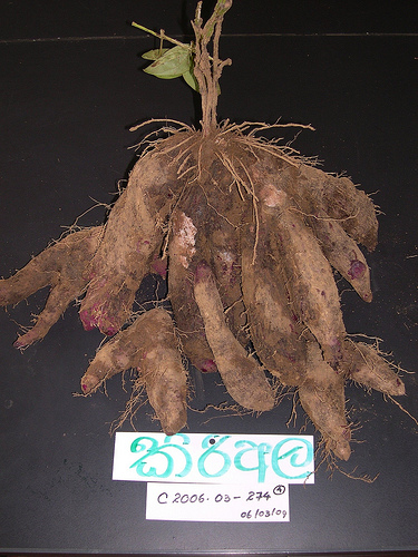 Global Trading Company