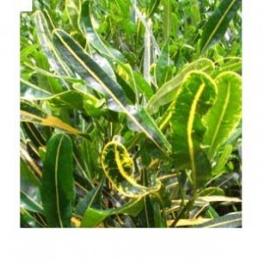 Codiaeum Variegatum Yellow Banana