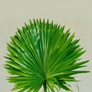 Livistonia Rotundifolia - (Queen Palms)