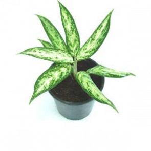 Aglaonema pseudo-bracteatum