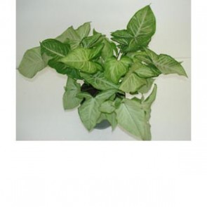 Syngonium White Excellent