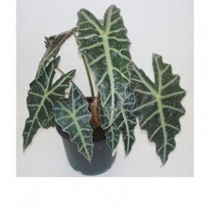 Alocasia Compacta