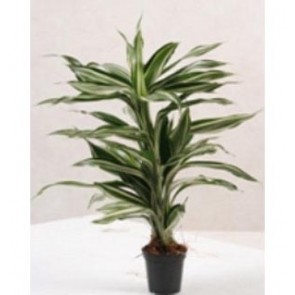 Dracaena Sanderiana