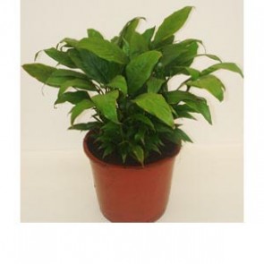 Spathiphyllum Mini Merry