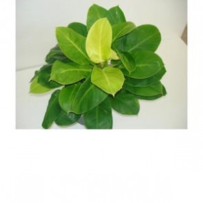 Philodendron Rush