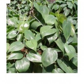 Philodendron Scandens