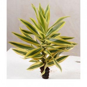 Philodendron xanadur