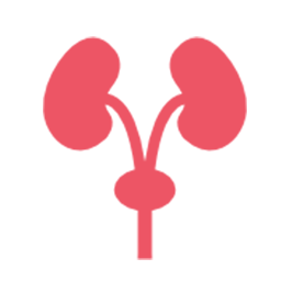 Urologist And Transplant Surgeon