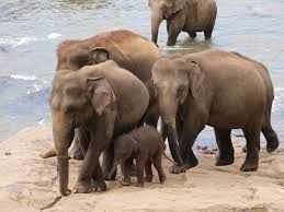 Pinnawela Elephant Orphanage