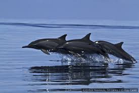 Dolphin Watching in Kalpitiya