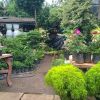 Wijaya plant nursery