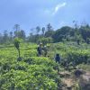 71281.jpg