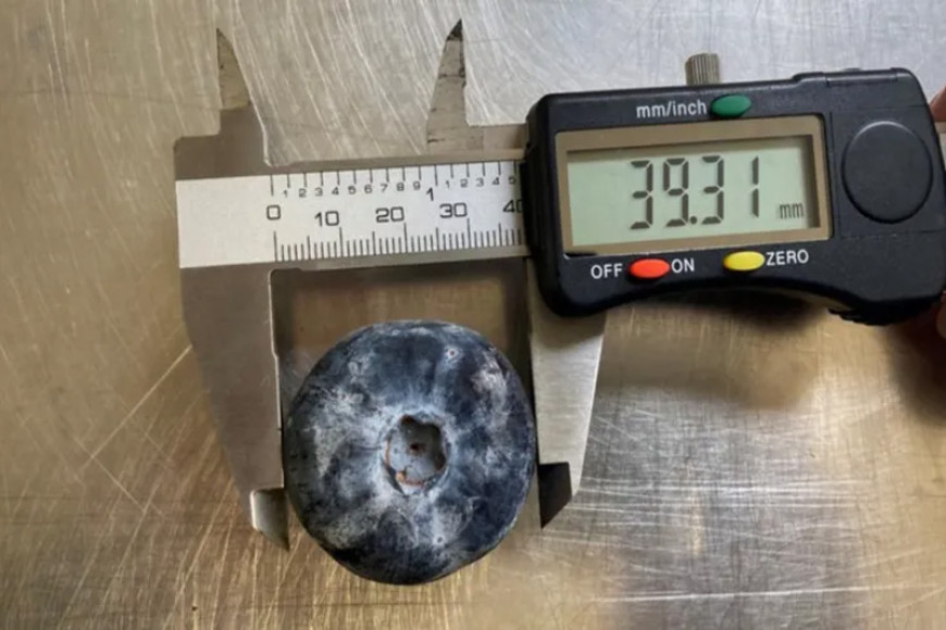 Australian farm grows world's biggest blueberry