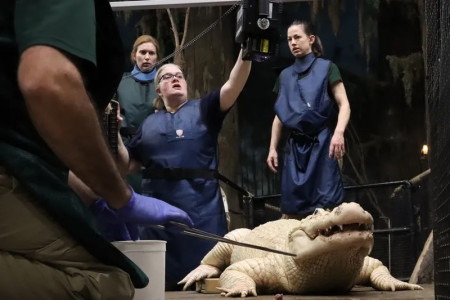 Nebraska zoo extracts 70 coins from white alligator's stomach