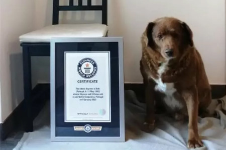 Guinness World Records reviews 'world's oldest dog' title