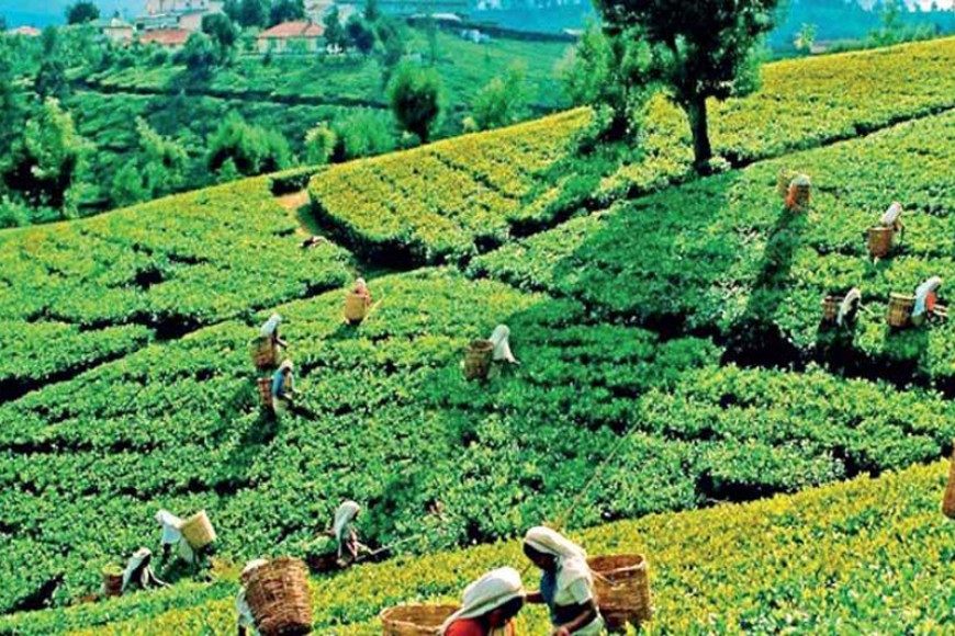 Sri Lanka Tea exports show mixed trends in July