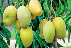 Sri Lanka expects bumper mango harvest this year